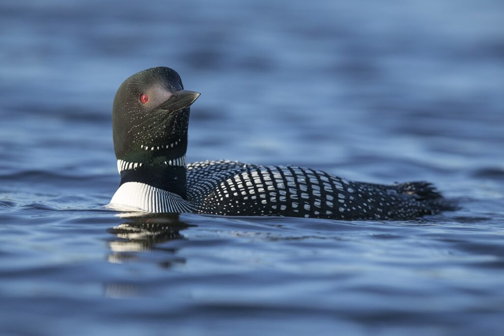 Loons in MN may be threatened