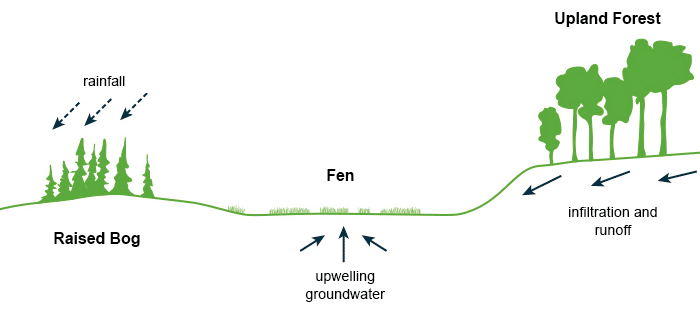 Fen, Definition, Description, Chemistry, Plants, Fen vs Bog, & Facts