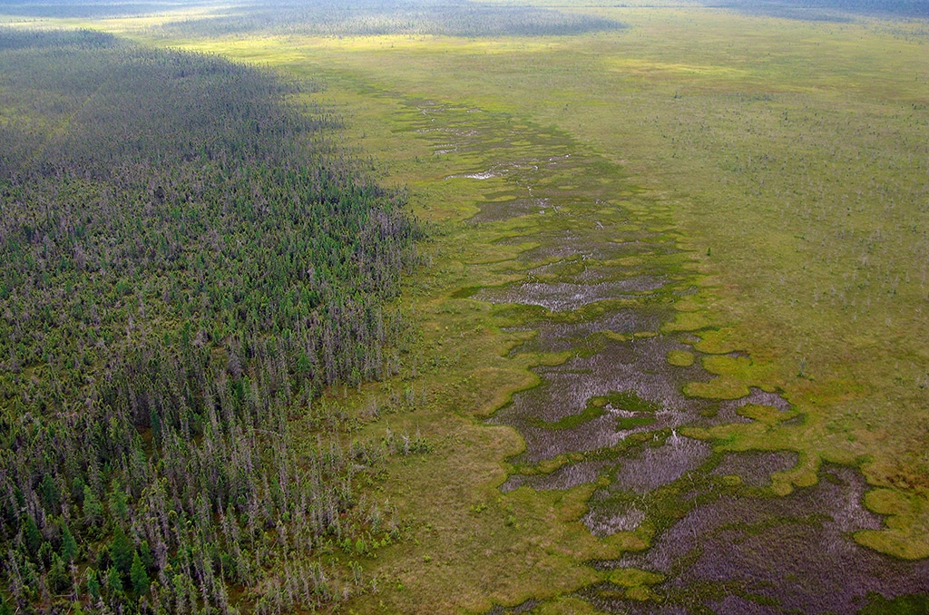 Bogs and Fens