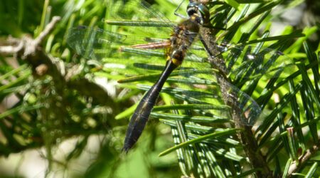 Baby dragonflies serve as sentinels for toxins in National Park waters