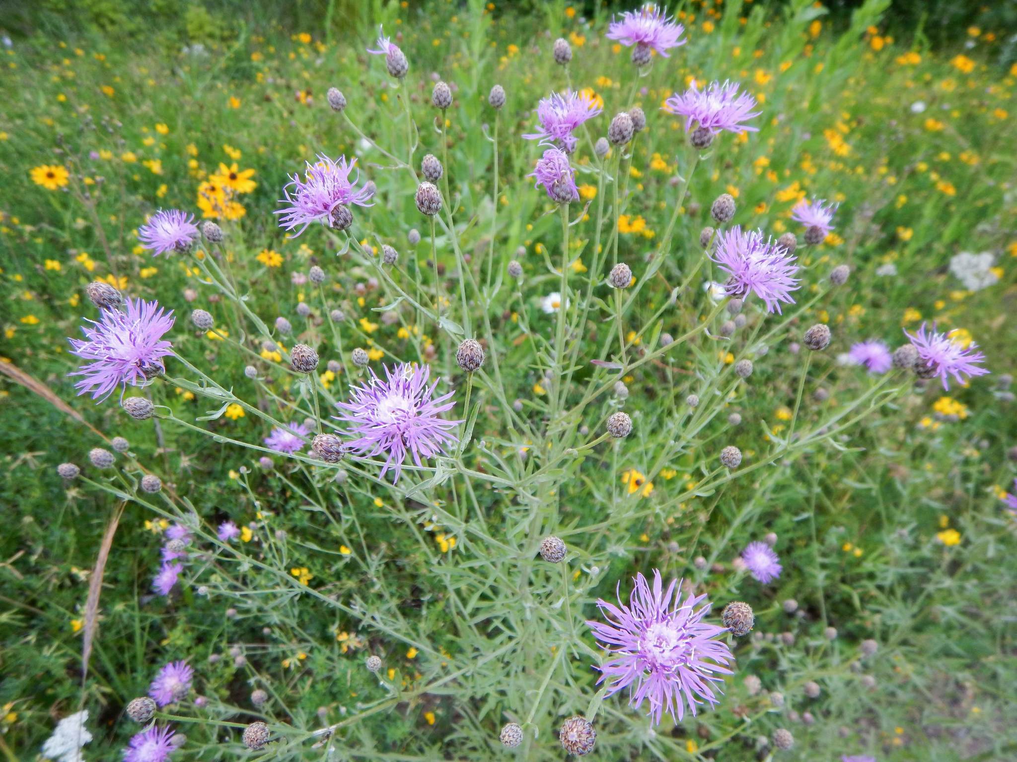 Federal funds will support fight against invasive plants