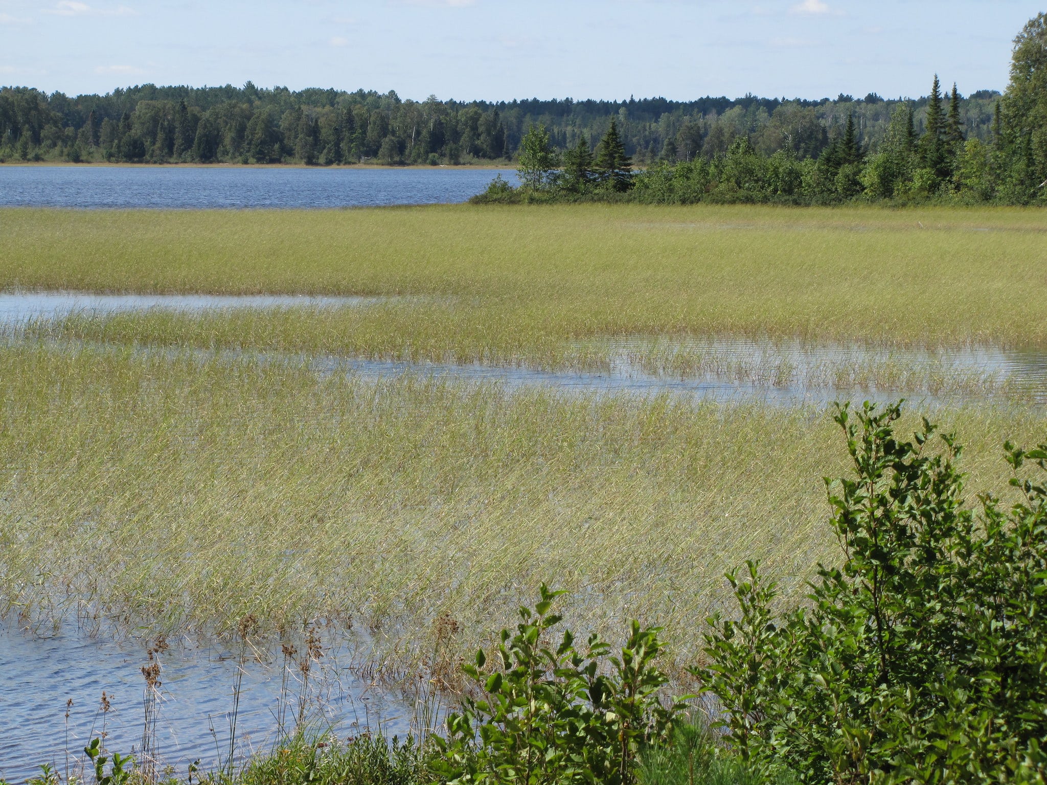 Wild rice season opens with worries about its future Quetico Superior