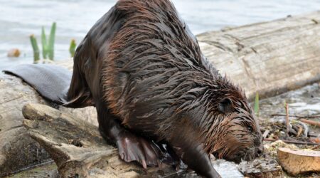 Bountiful beavers may be key to moose survival in Voyageurs National Park