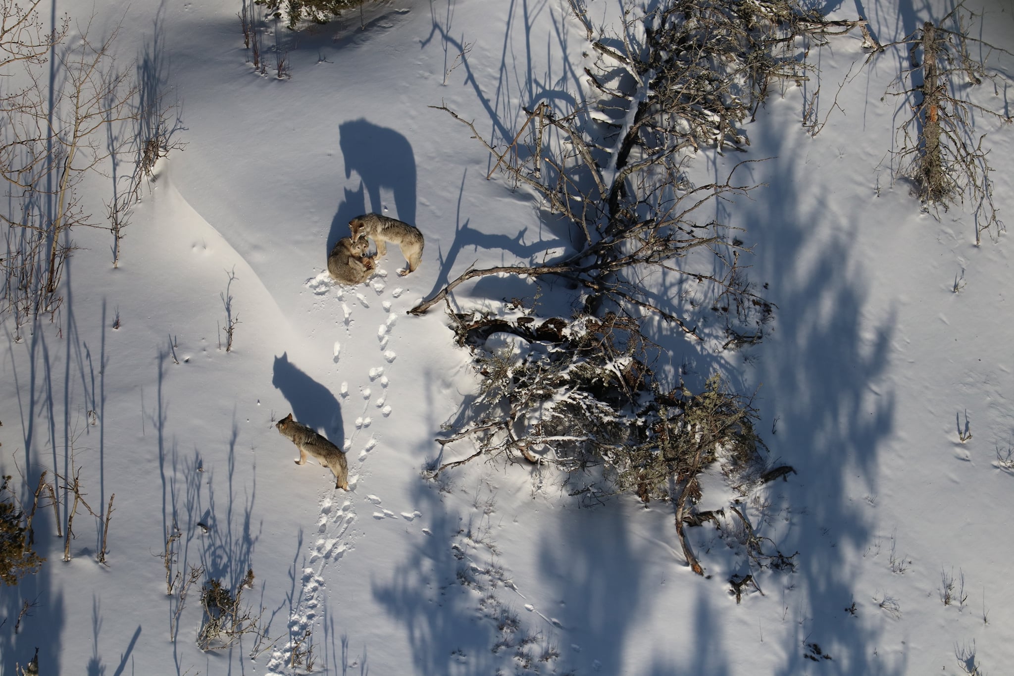 Wolves reintroduced on Isle Royale are starting to settle in