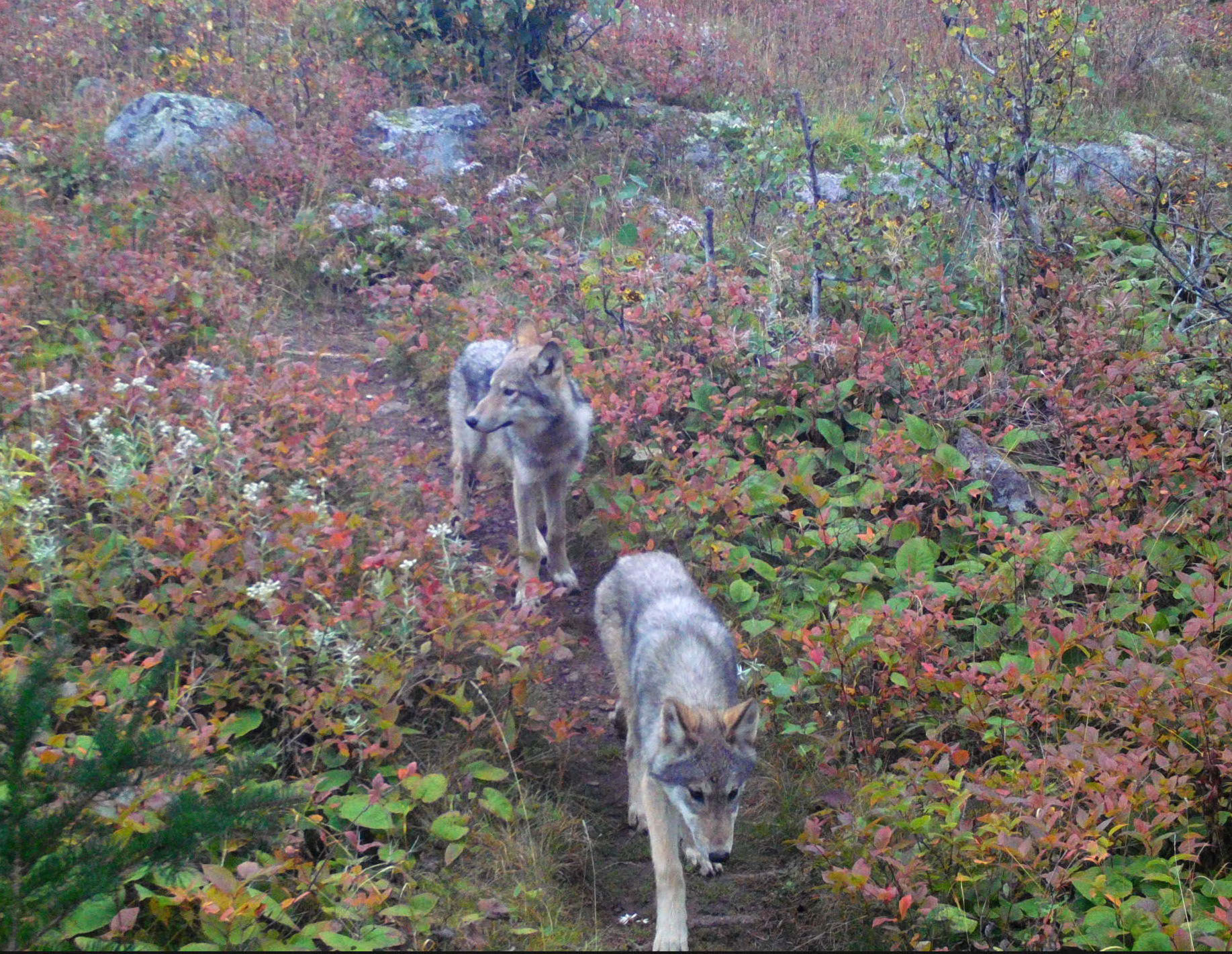 Wolves reintroduced on Isle Royale are starting to settle in