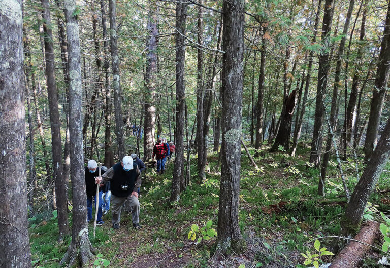 Ancient Cedars Trail