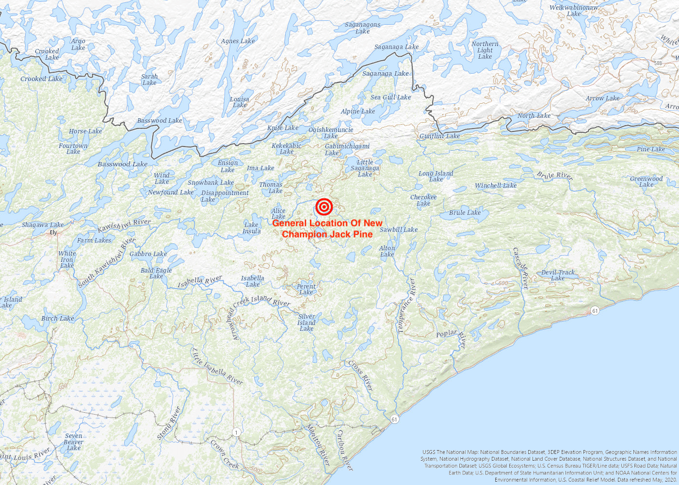 Biggest jack pine in America discovered in Boundary Waters | Quetico ...