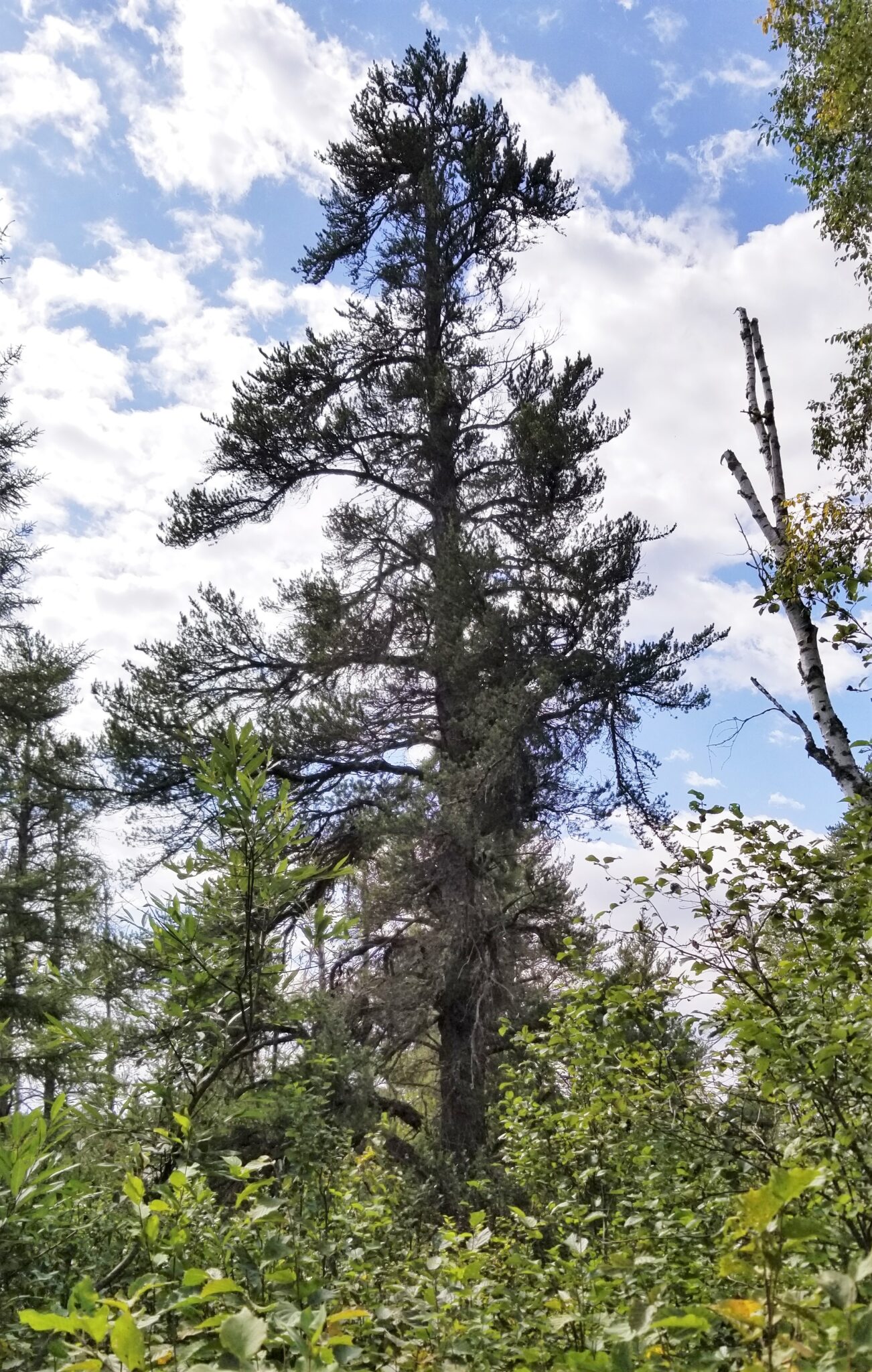 Biggest jack pine in America discovered in Boundary Waters Quetico