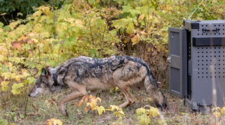 Incredible journey of collared wolf that left Isle Royale