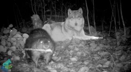 Scientists: Northern Minnesota’s wolves have developed sophisticated methods to hunt beavers