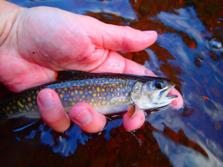Brook trout found in Dunka River could be threatened by mining pollution