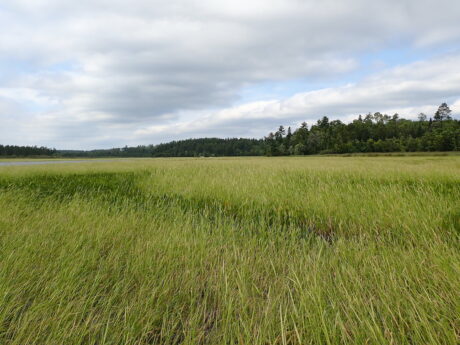 EPA identifies Minnesota wild rice waters affected by mine waste, sets up legal battle