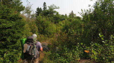 Researchers to track human impacts on Isle Royale wildlife