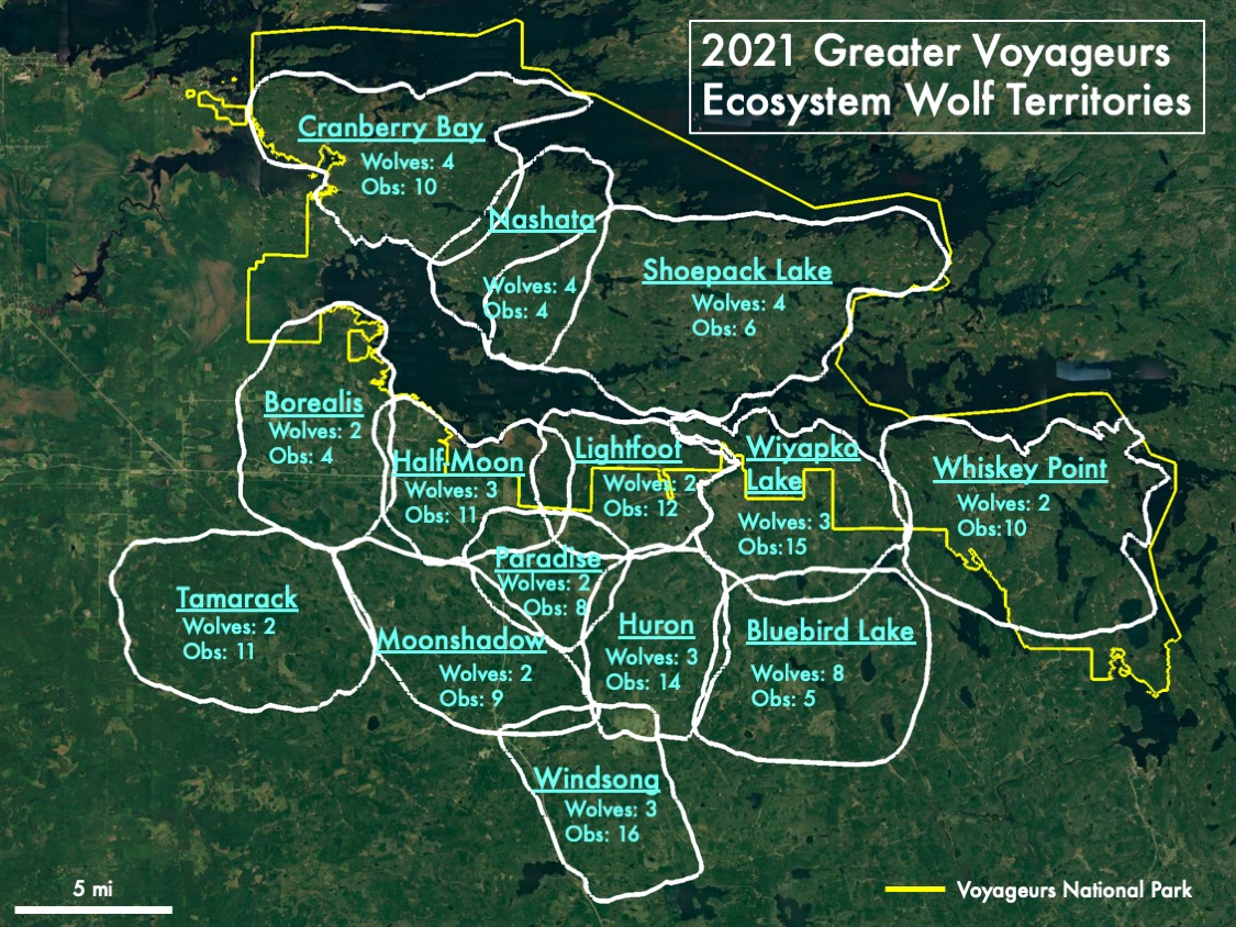 Wolf population around Voyageurs National Park steady despite smaller