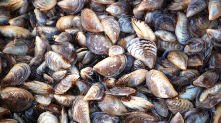 Voyageurs National Park launches effort to contain zebra mussels