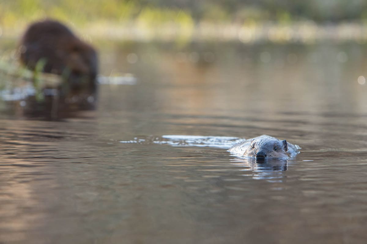 The trouble with wilderness quotes image