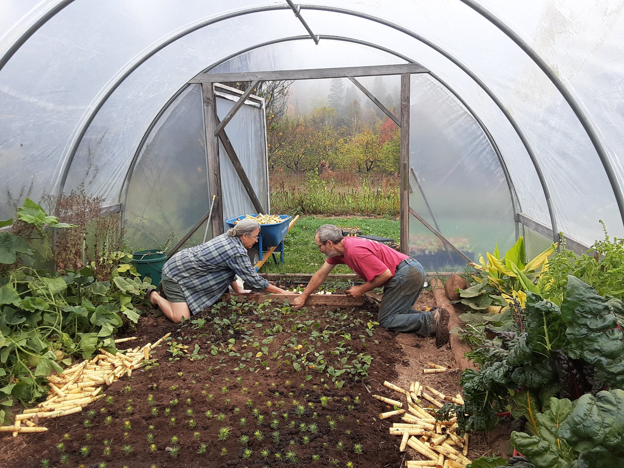 Sowing seeds of a climate-resilient forest | Quetico Superior ...