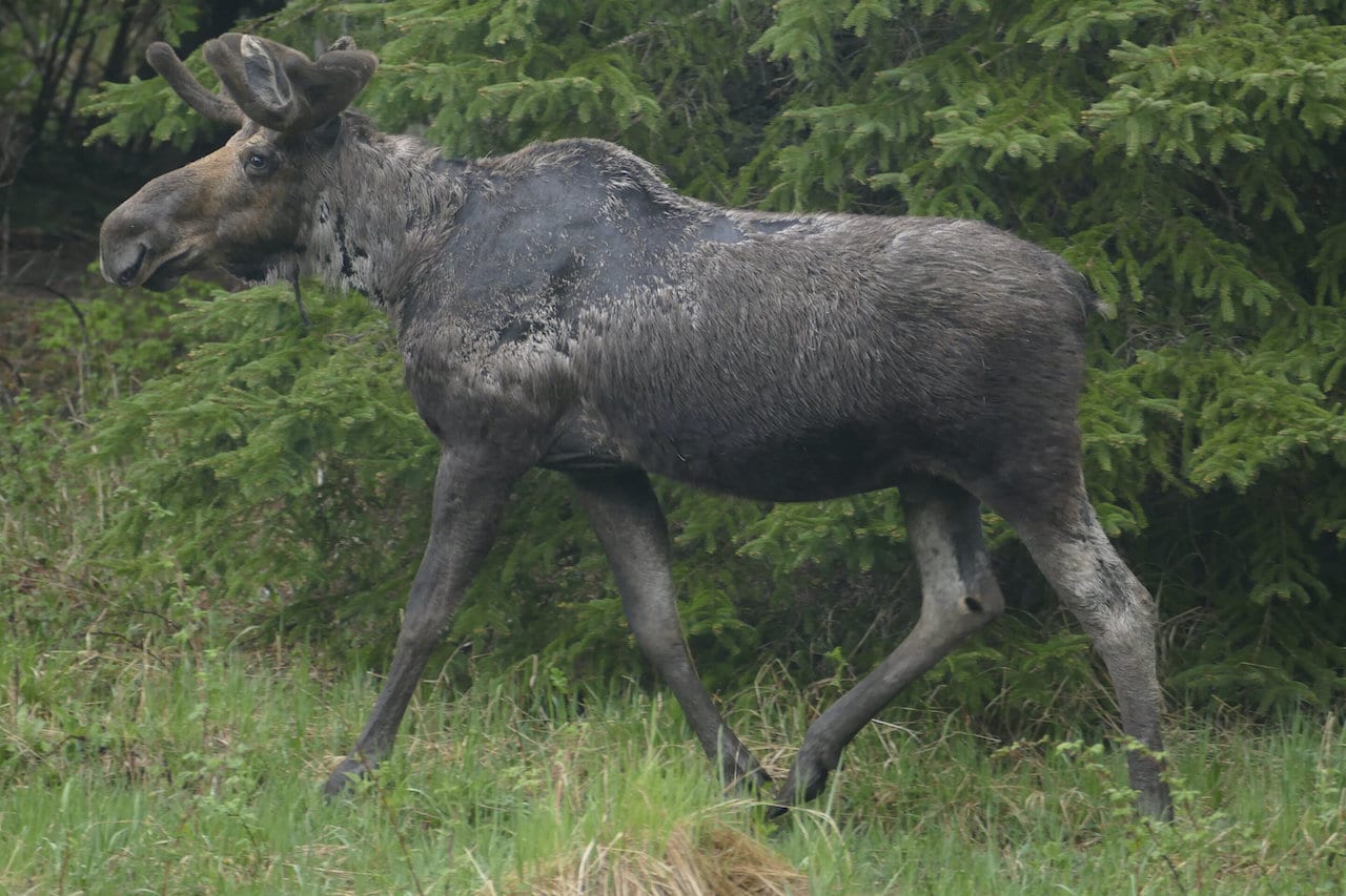 Warm summers mean more ticks on moose