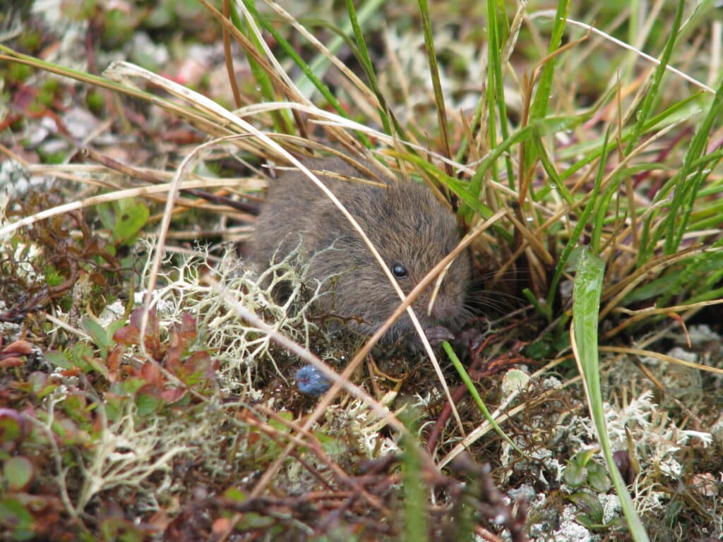 Climate change threatening lemmings 