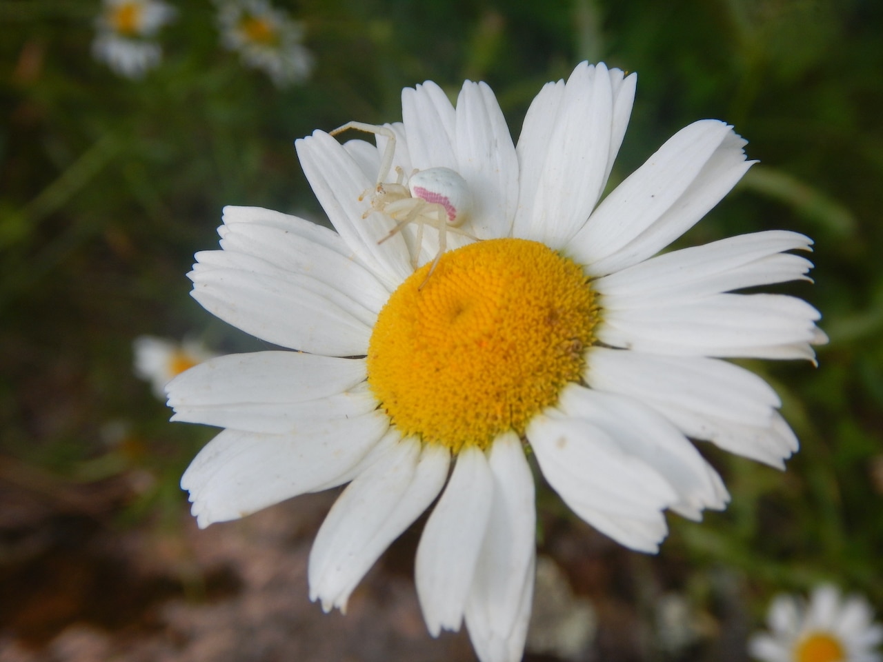 Invasive plant species encroach on canoe country