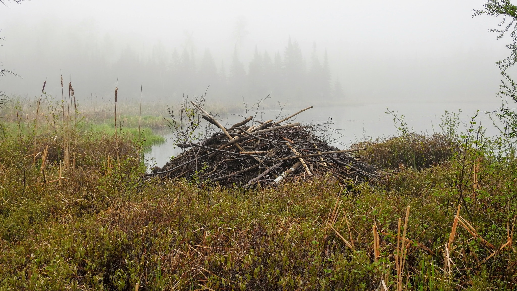 Study: Beaver behavior provides broad benefits for North Shore streams