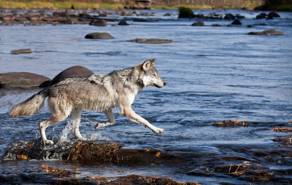 Gray Wolf running in river, Minnesota