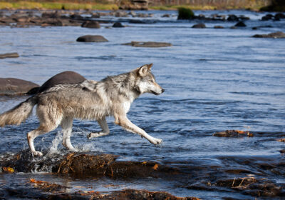 Gray Wolf running in river, Minnesota