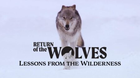 Lessons from the Wilderness: K-12 students learn from Isle Royale wolf reintroduction