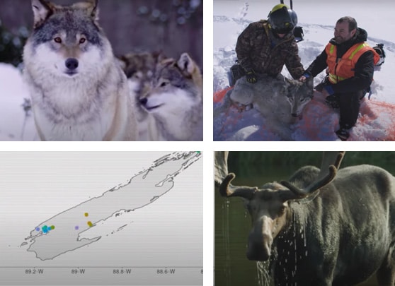 Stills from "Return of the Wolves: Learning From the Wilderness"