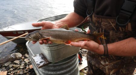 Lake trout no longer stocked in northeastern Minnesota waters