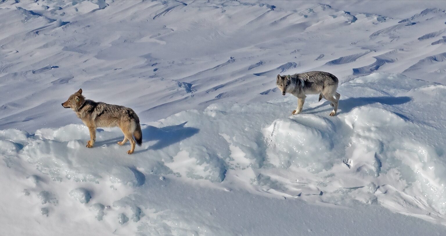 more-wolves-fewer-moose-on-isle-royale-quetico-superior-wilderness-news