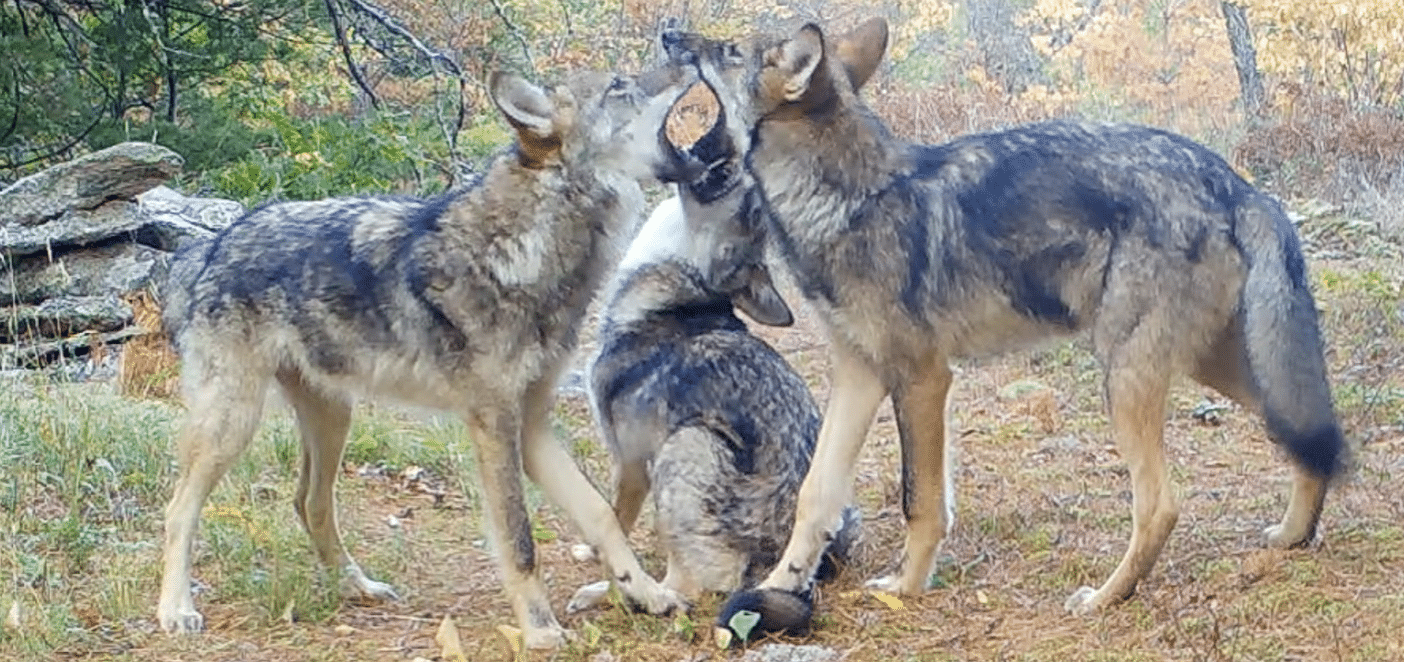 Voyageurs Wolf Project, Studying Wolves During Summer