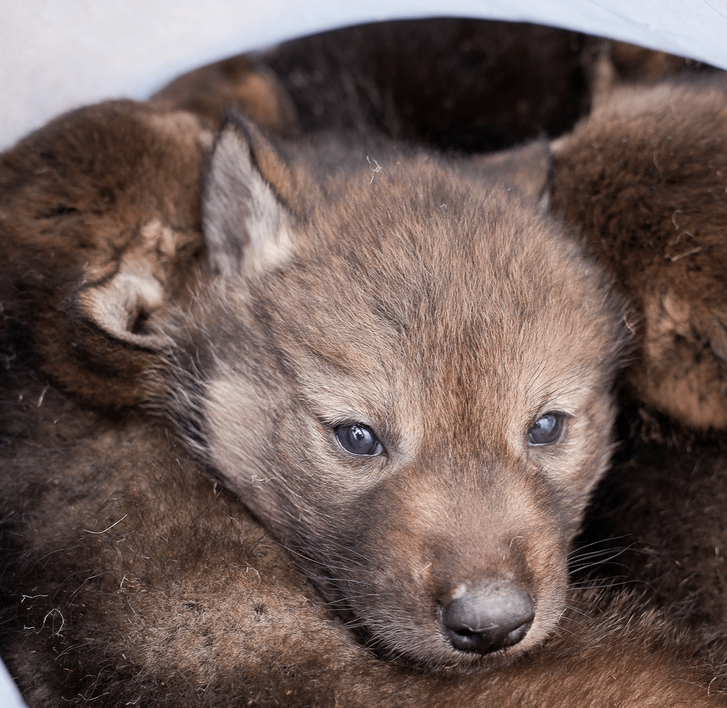 More Wolf Pups Survived In Voyageurs National Park Area This Year
