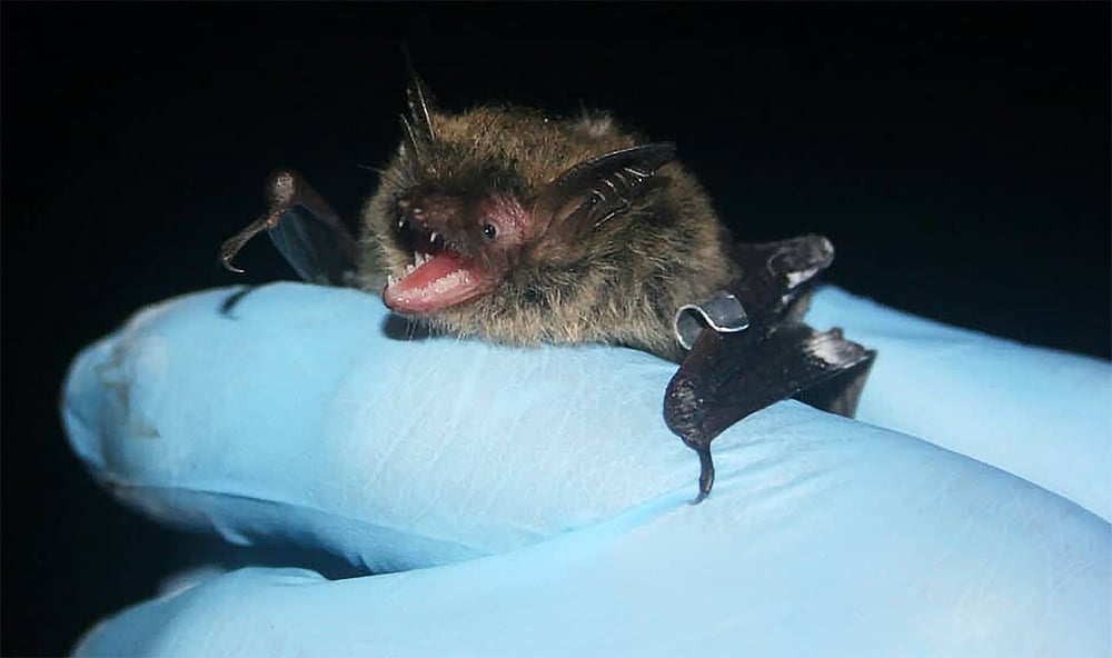 Northern long-eared bat tagged by scientists.
