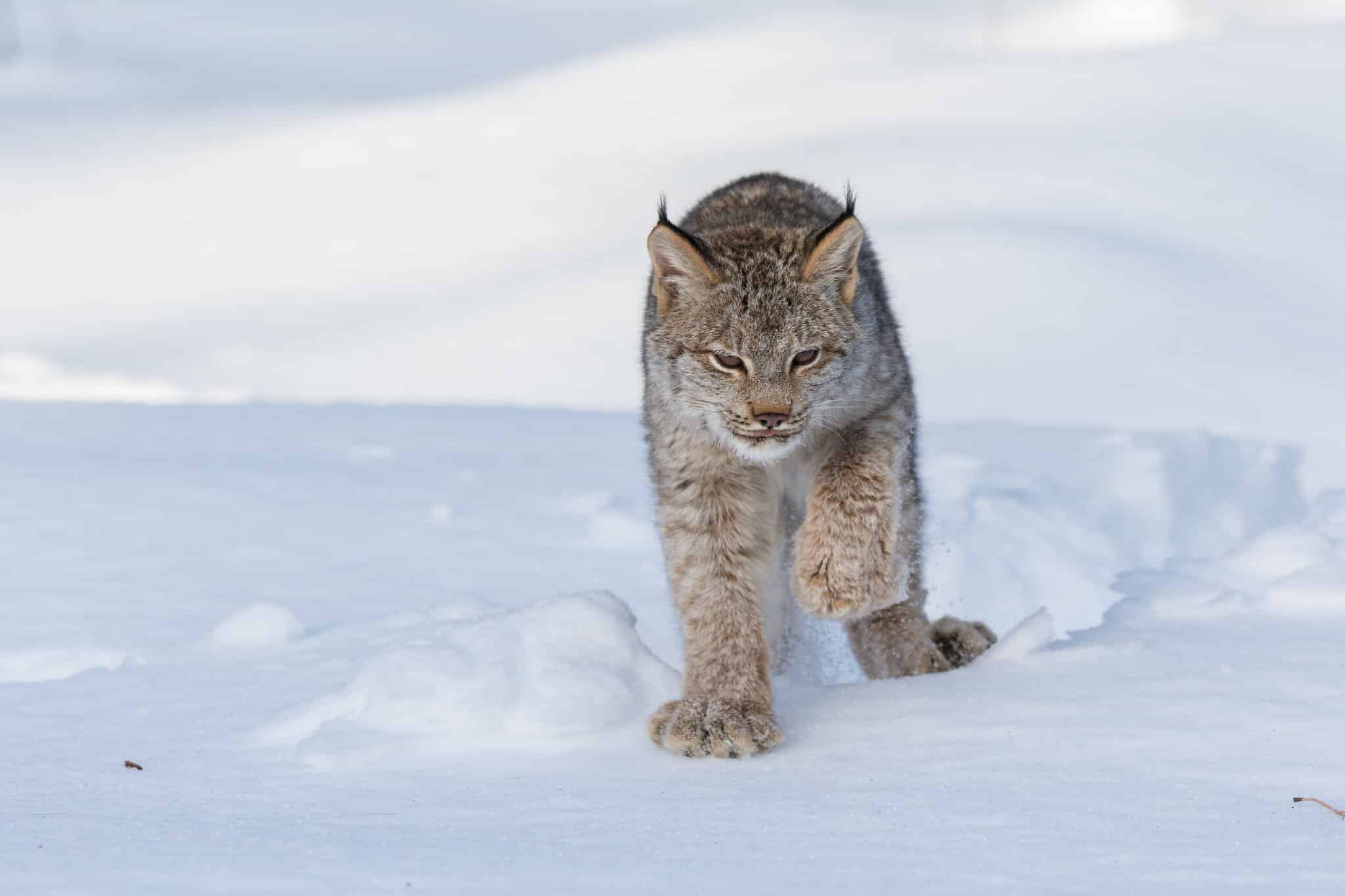 Legal Win Protects Minnesota's Rare Lynx From Cruel, Indiscriminate  Trapping - Center for Biological Diversity