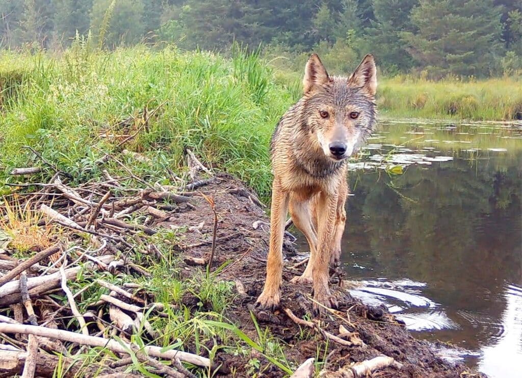 Wolf on beaver dam in Voyageurs