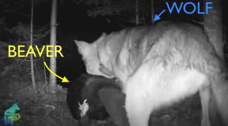 Researchers record groundbreaking video of a wolf attacking a beaver