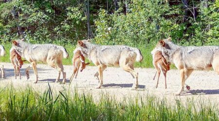 New research reveals how humans enable wolf predation on deer