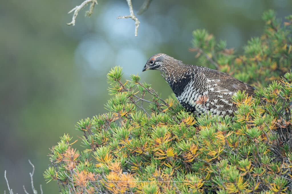 Spruce grouse in MN