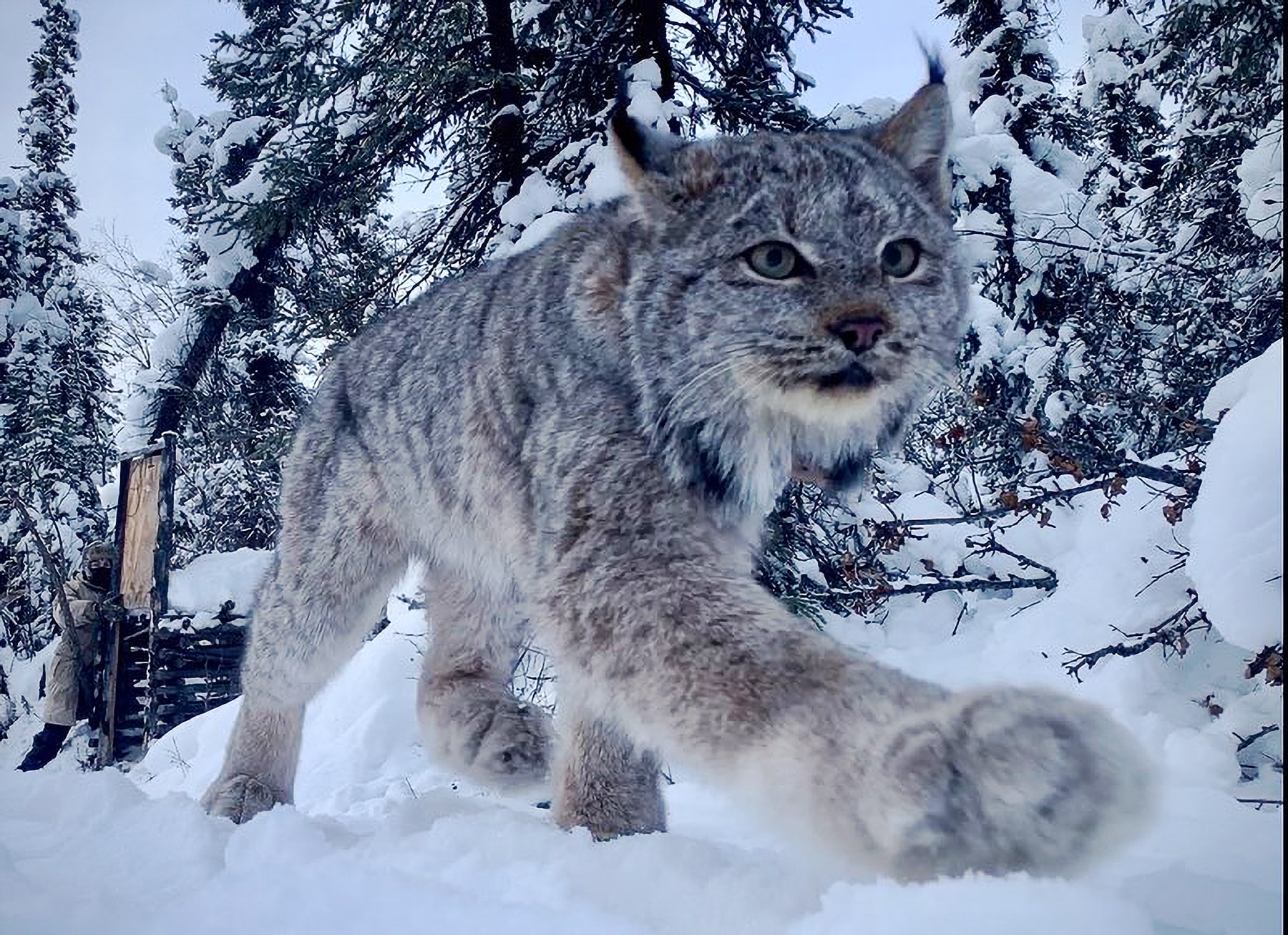 Feds release draft plan to protect lynx