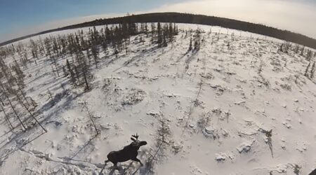 Minnesota DNR survey indicates stable moose population 