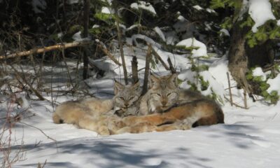 Tracking the Lynx: plan outlines habitat protection and monitoring for breeding populations