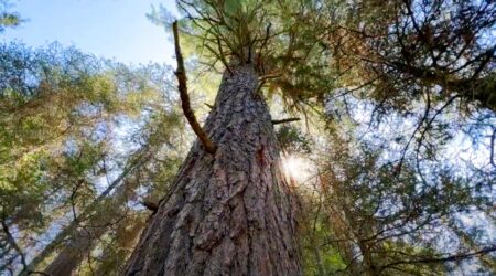 Elder trees of the BWCA may not survive climate change