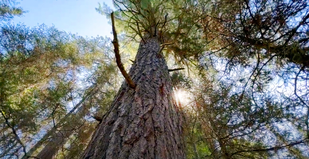 Old-growth white pine