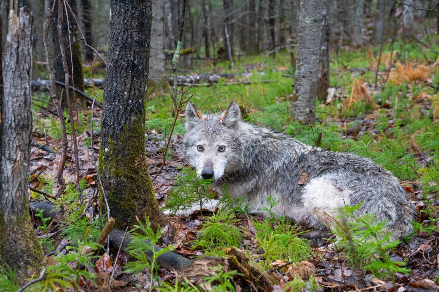 Bill targets gray wolf endangered status