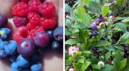 Foraging wild edibles in the Superior National Forest