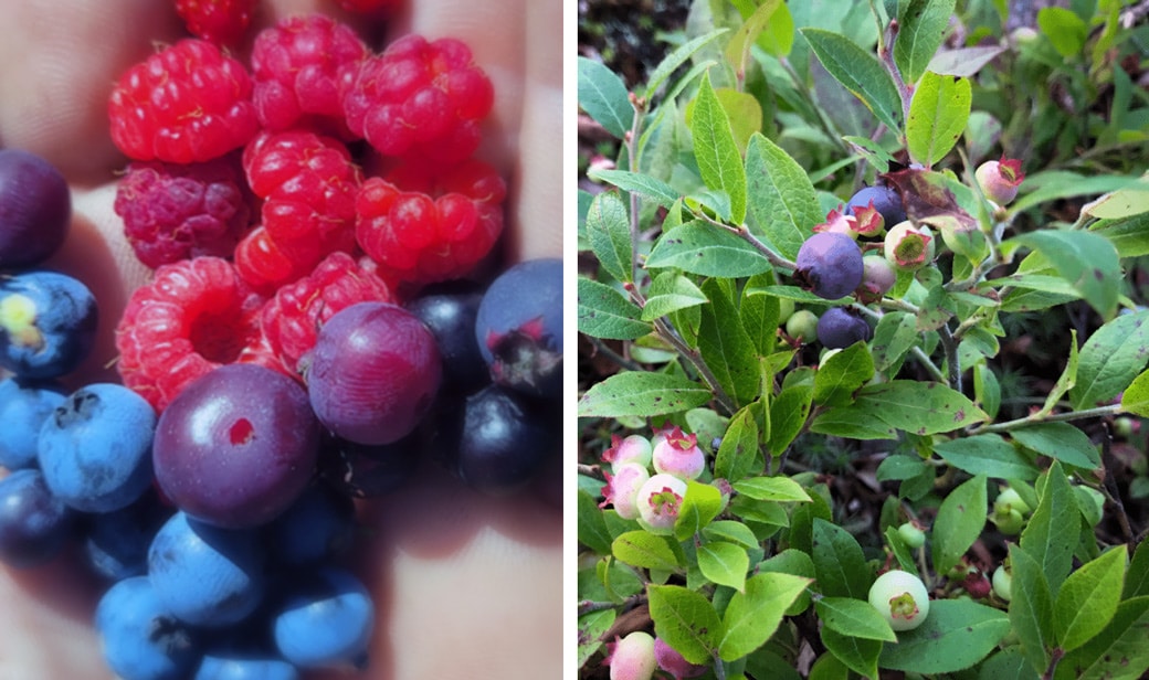 Foraging for wild berries in the BWCA