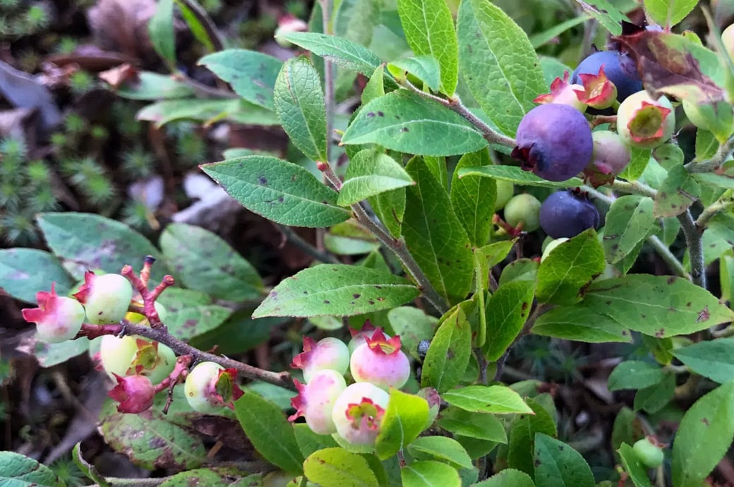Lowbush blueberries foraged in the BWCA