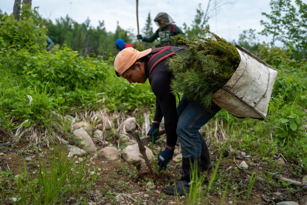 Nature Conservancy tree planting