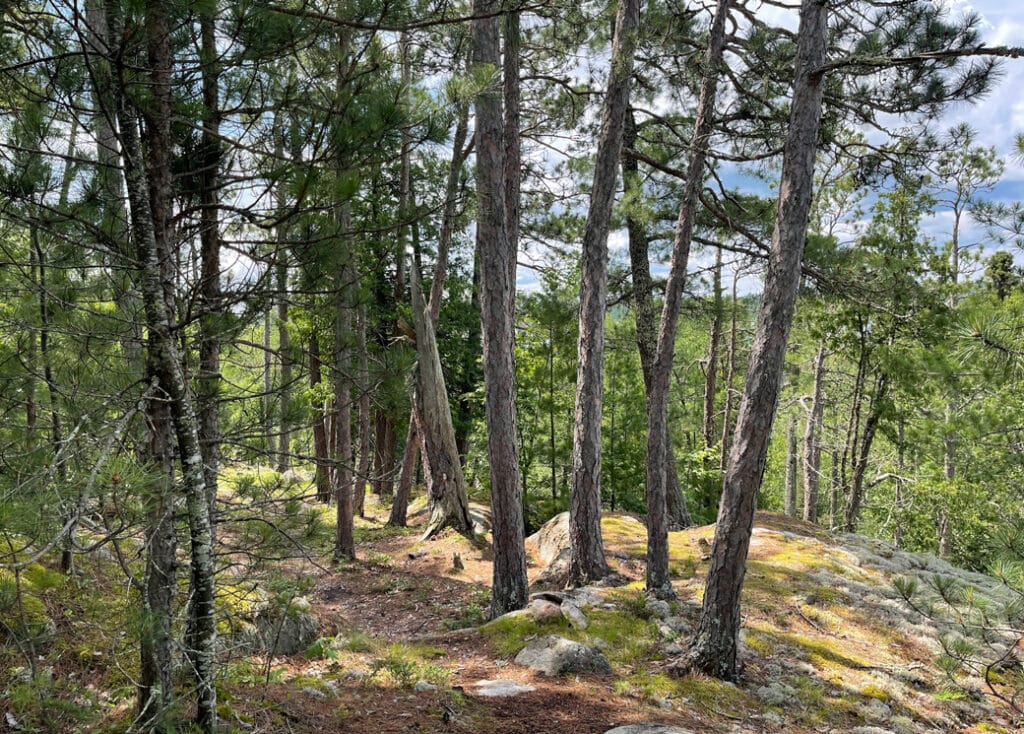 Old trees on a sunlit hiking trail